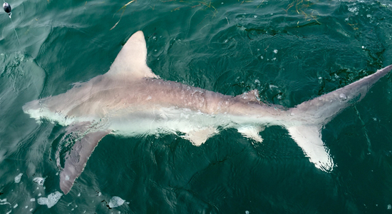 Angling Adventures Shark