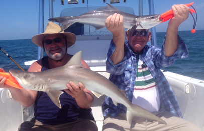 Inshore Cobia and Shark