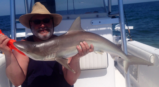 Inshore Shark